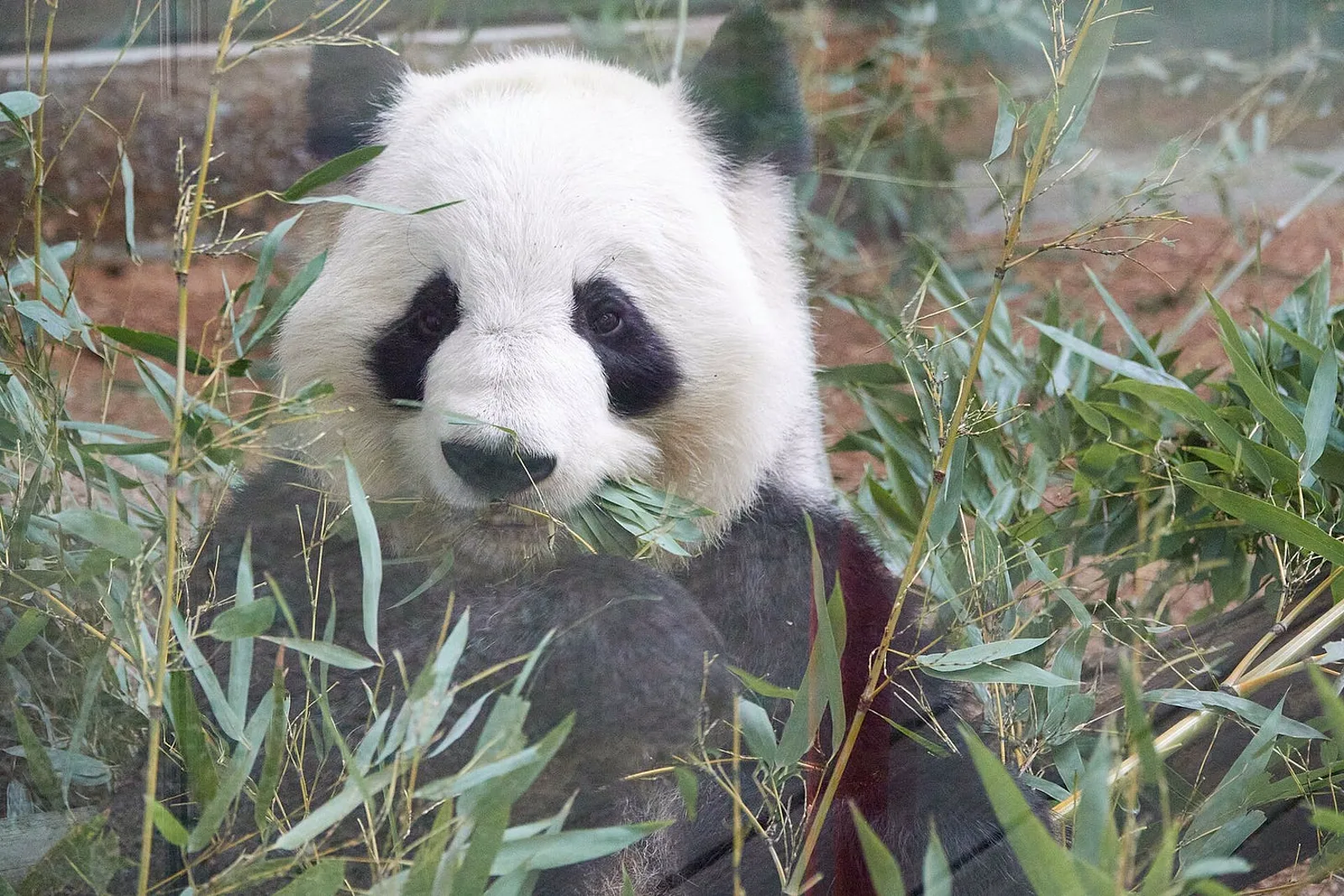 Giant panda Lun Lun at Zoo Atlanta, January 2022.