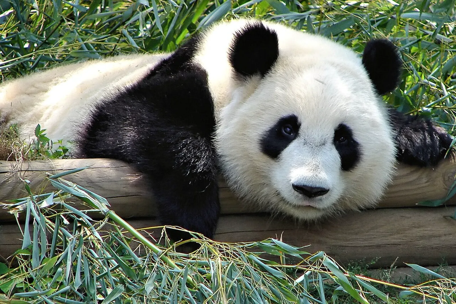 A giant panda at Zoo Atlanta