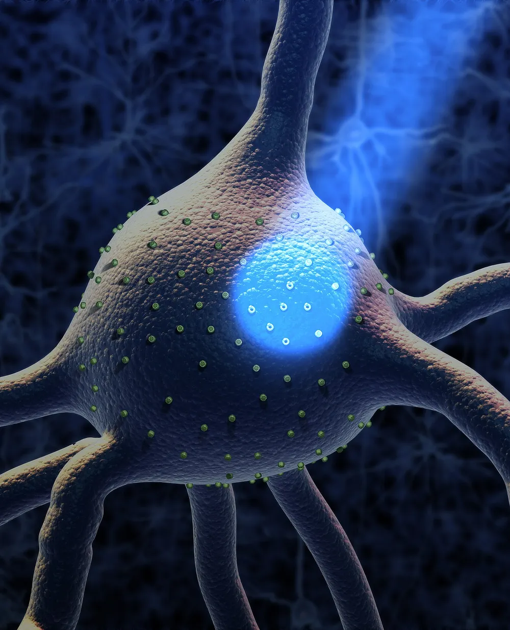 Illustration of a neuron expressing channelrhodopsin activated by light. Image: McGovern Institute for Brain Research at MIT / Wikimedia Commons, CC BY 2.5.