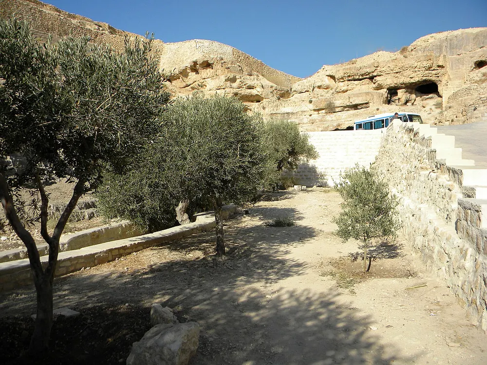 Olive trees at Mar Saba in the Judean desert. Photo: Britchi Mirela / Wikimedia Commons, CC BY-SA 4.0.